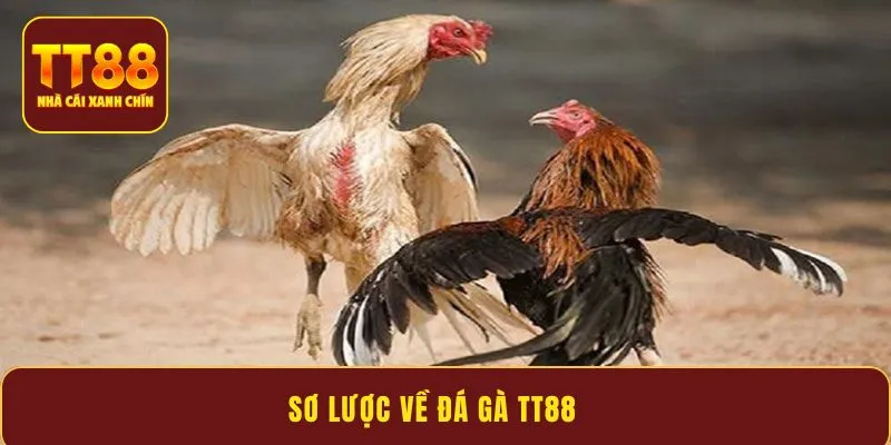 Sơ lược về đá gà TT88